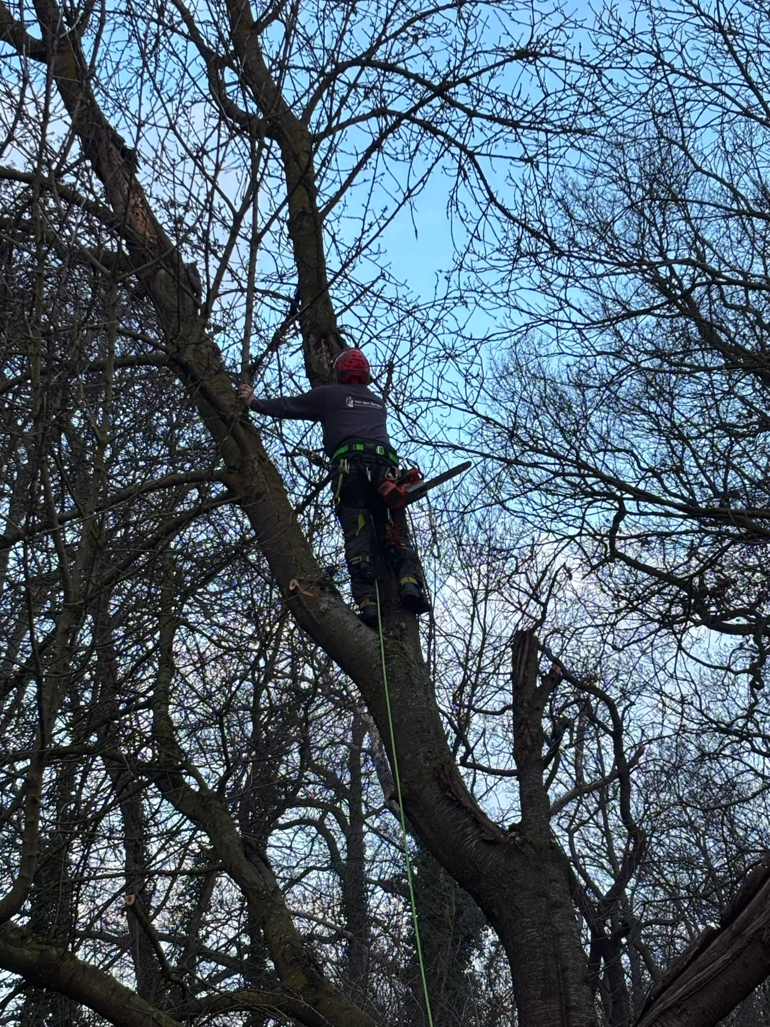 Dylan van den Berghe hoog in een kale boom, met helm, klimgordel en kettingzaag