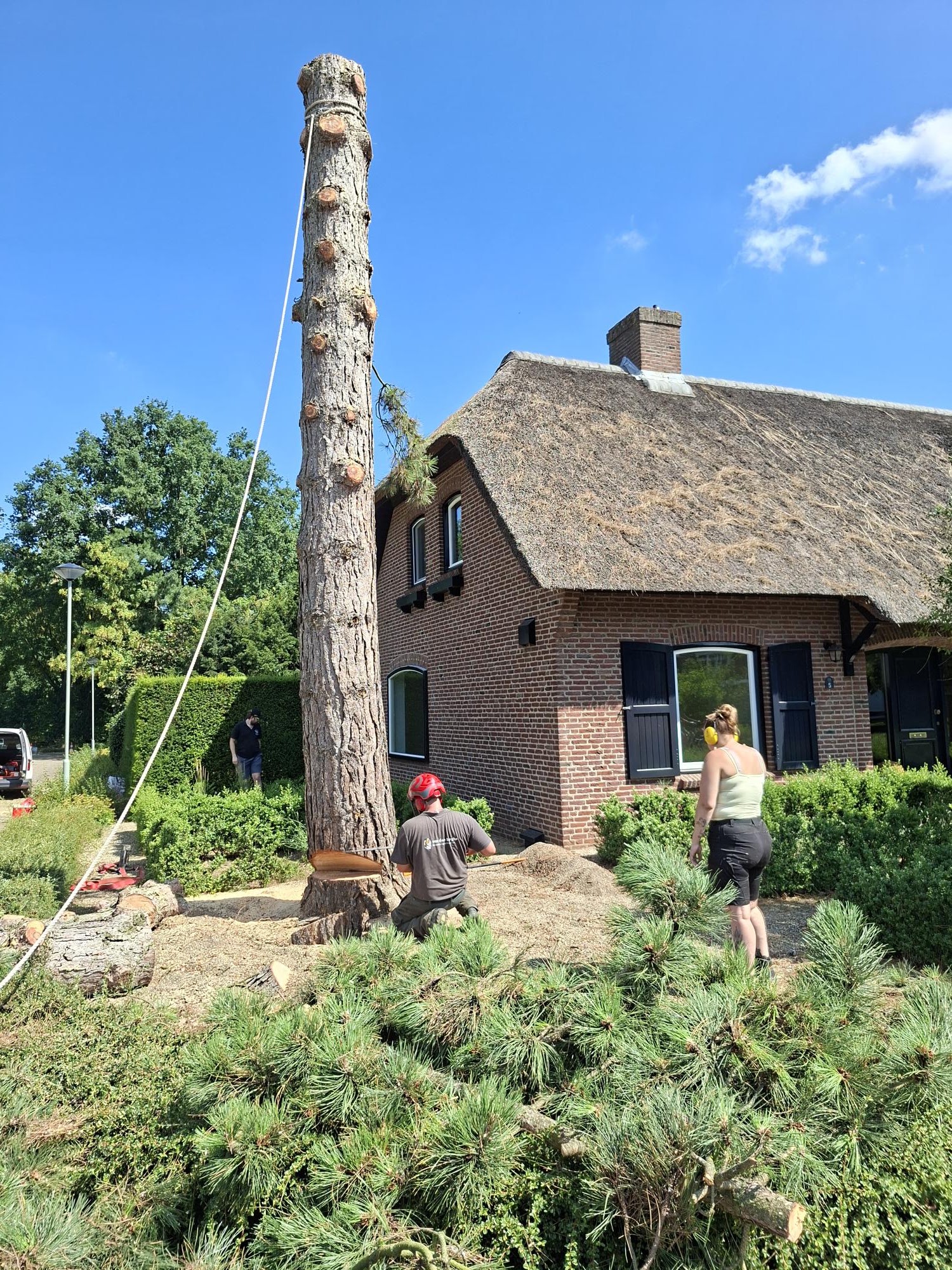 Hoge den wordt stuk voor stuk gekortwiekt naast een rietgedekt huis, met klimtouw gezekerd